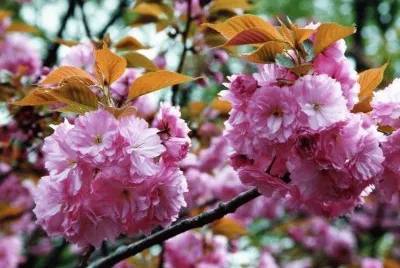 sakura