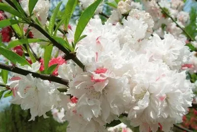 sakura