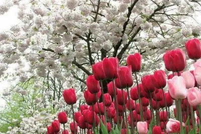sakura