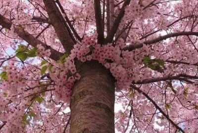 sakura
