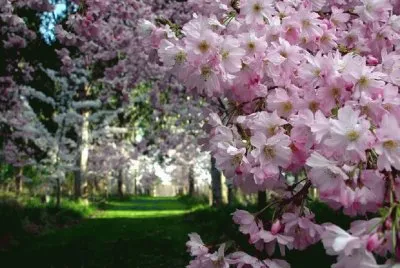 sakura