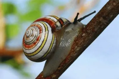 caracol