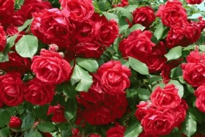 rosas jigsaw puzzle