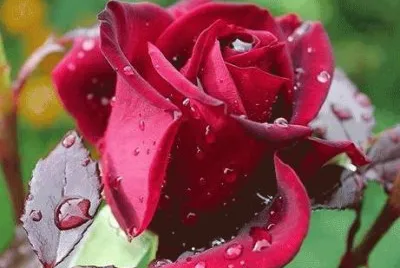 rosas