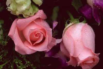 rosas