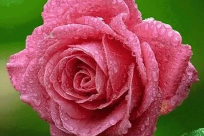 rosas
