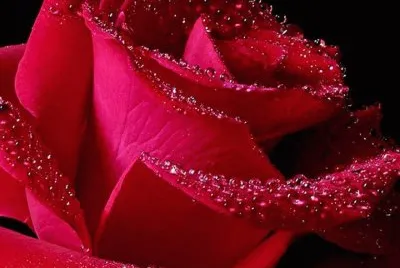 rosas