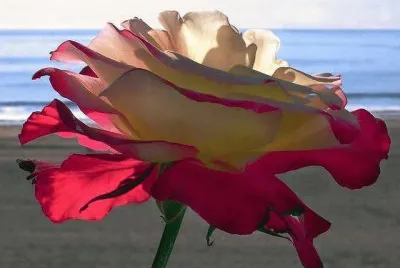 rosas