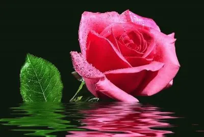 rosas