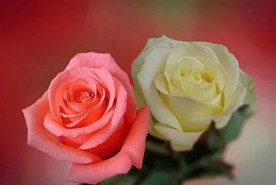 rosas