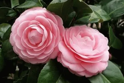 rosas