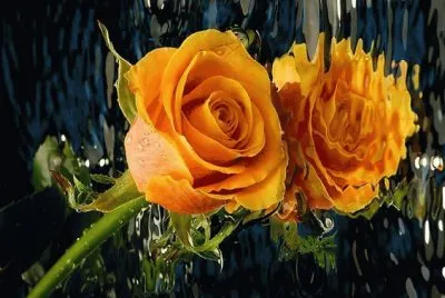 rosas