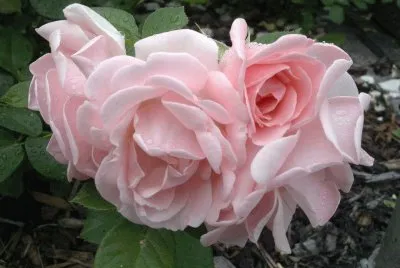 rosas