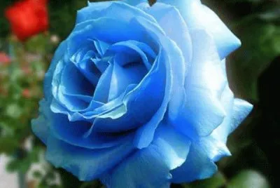 rosas
