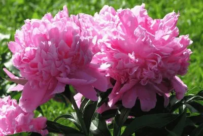 rosas