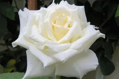 rosas