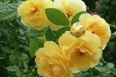 rosas