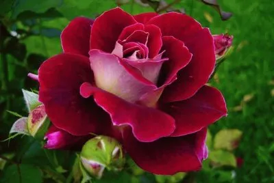 rosas