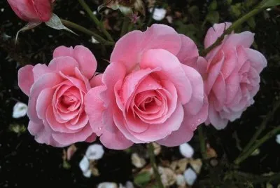 rosas