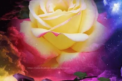rosas