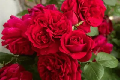 rosas