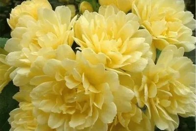 rosas