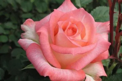 rosas