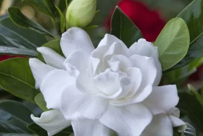 rosas