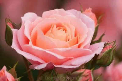 rosas