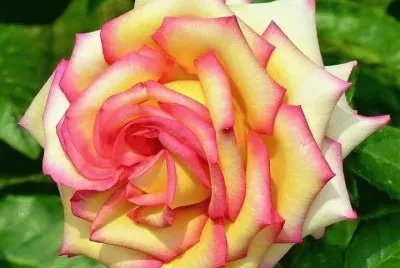 rosas