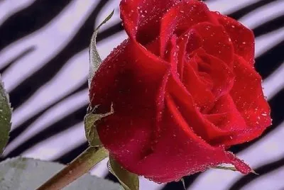rosas