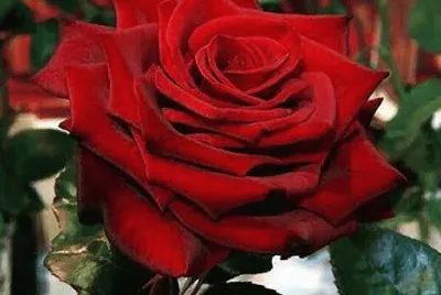 rosas