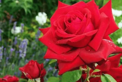 rosas