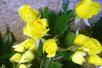 rosas