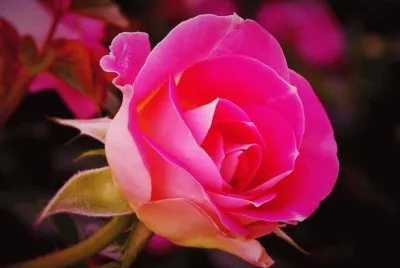 rosas