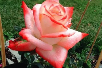 rosas