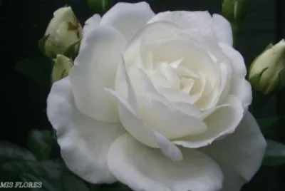 rosas
