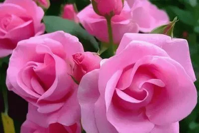 rosas
