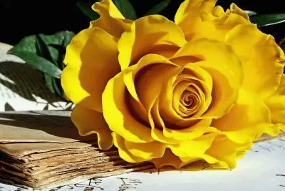 rosas