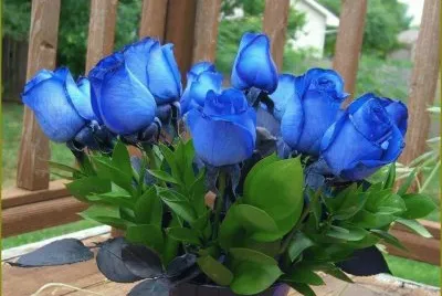 rosas