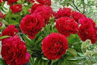 rosas