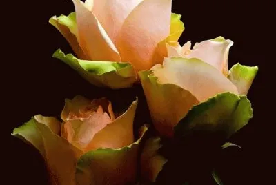 rosas
