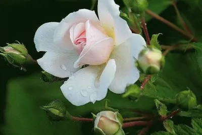 rosas