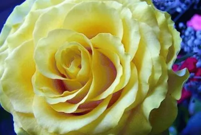 rosas