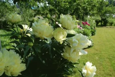 rosas