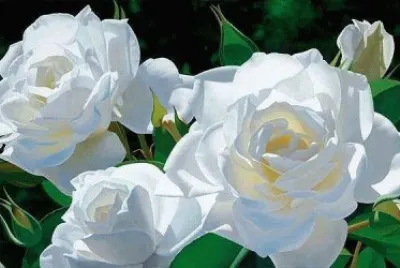 rosas