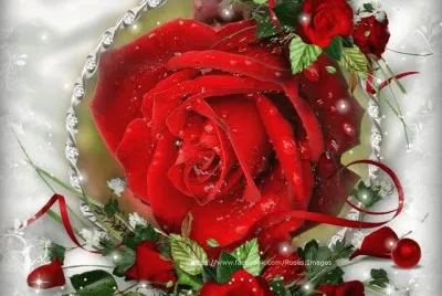 rosas