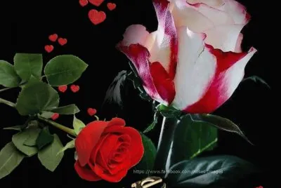rosas