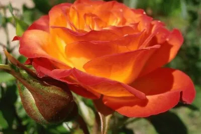 rosas