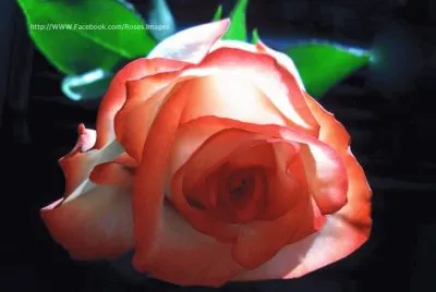 rosas